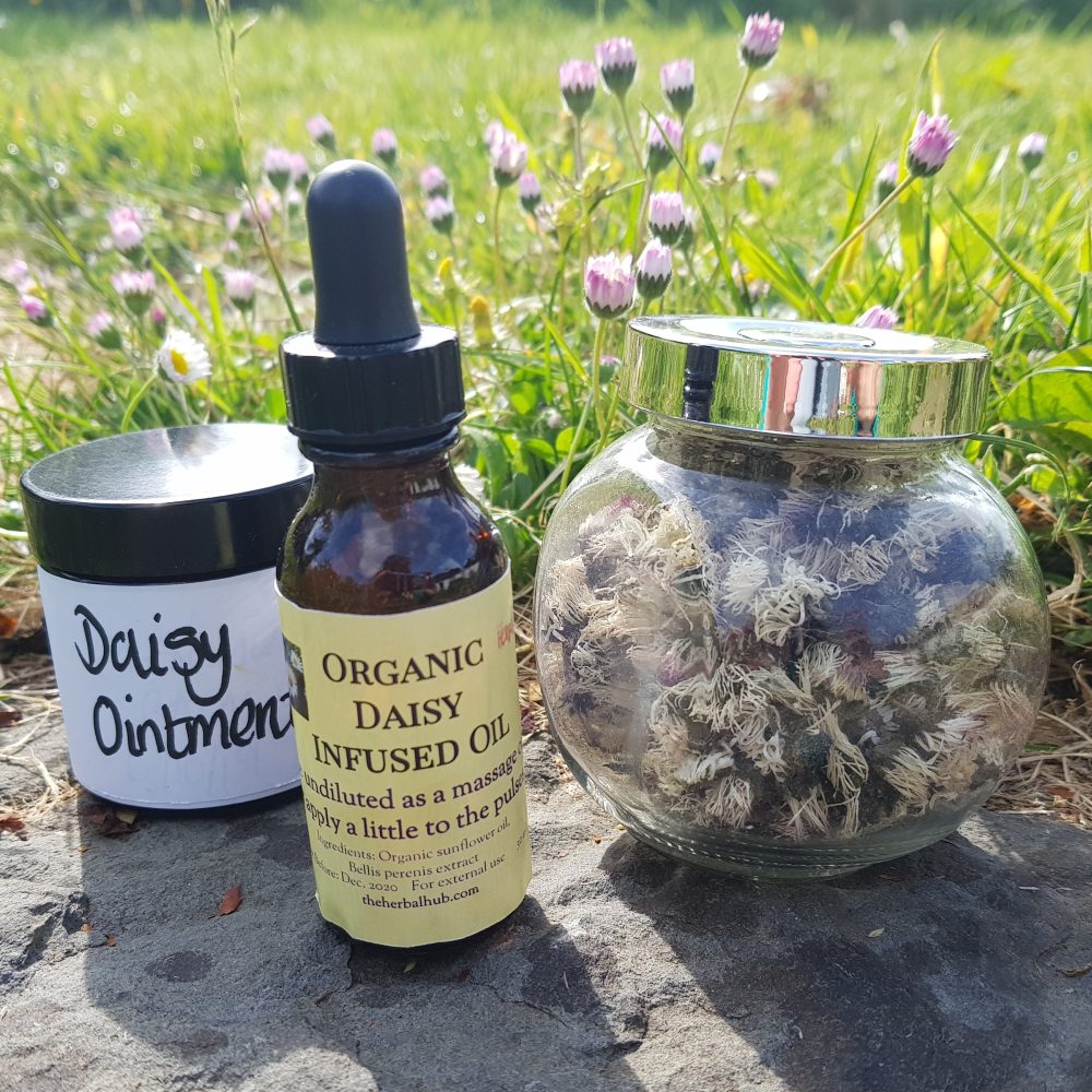 Daisy balm, dried and infused oil extracts in the garden