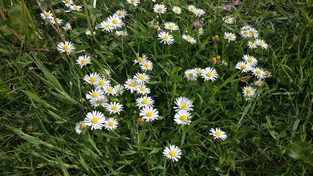 Daisy in the field