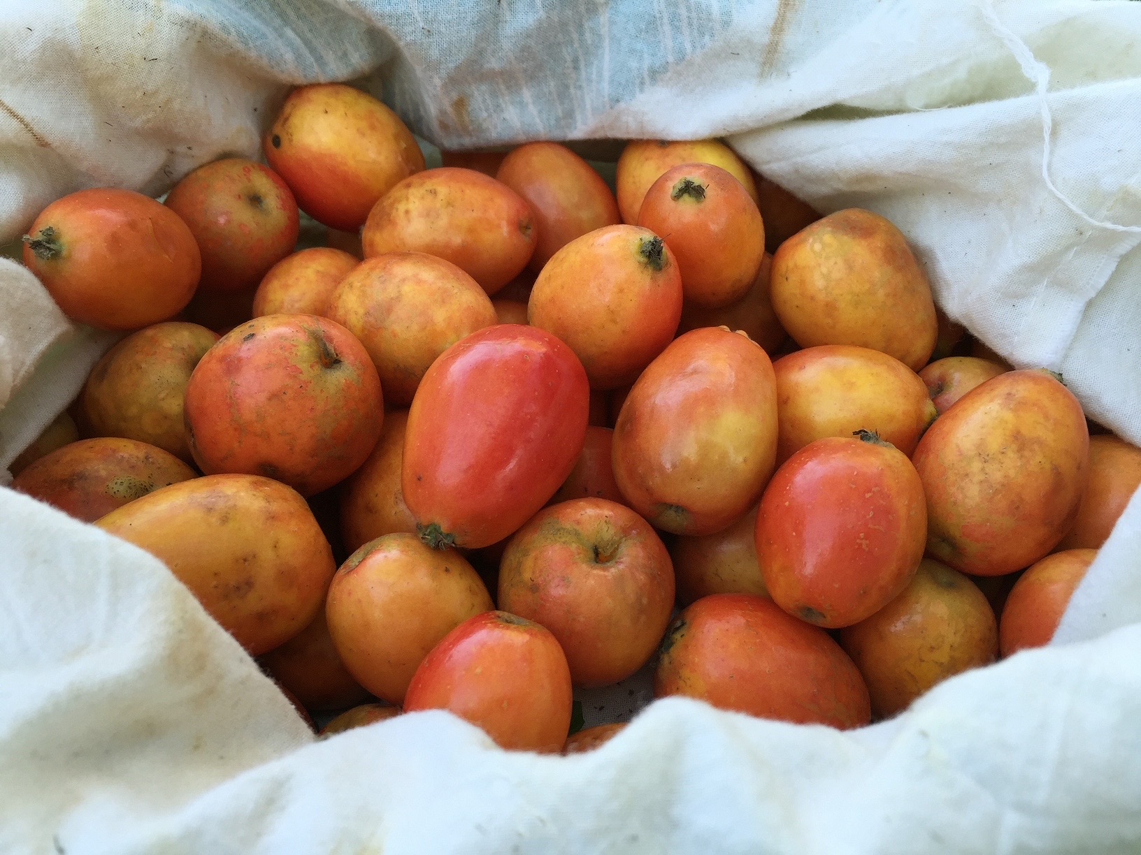 Foraging Bag Fruit