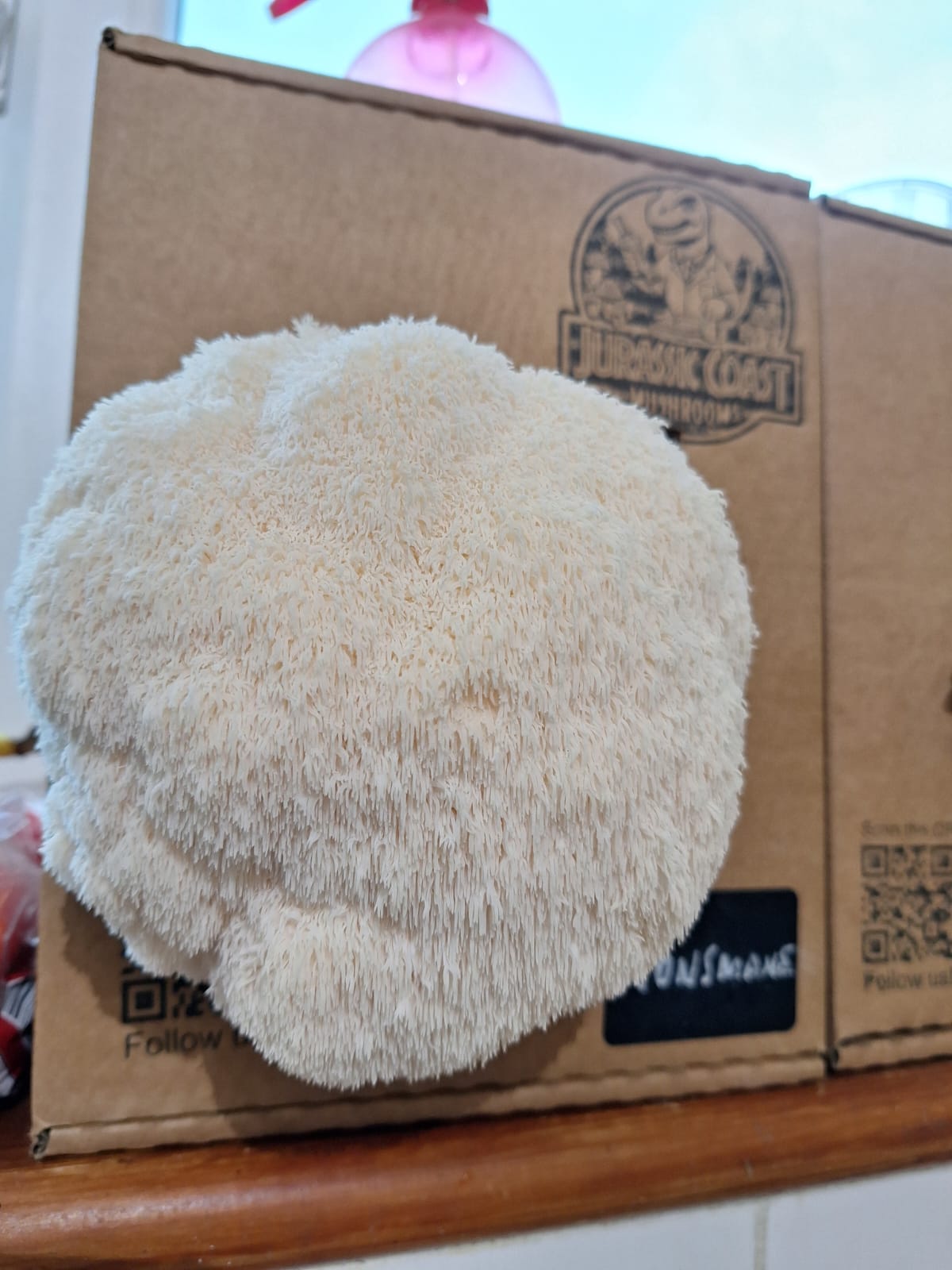 Mature lions main mushroom grown in a box